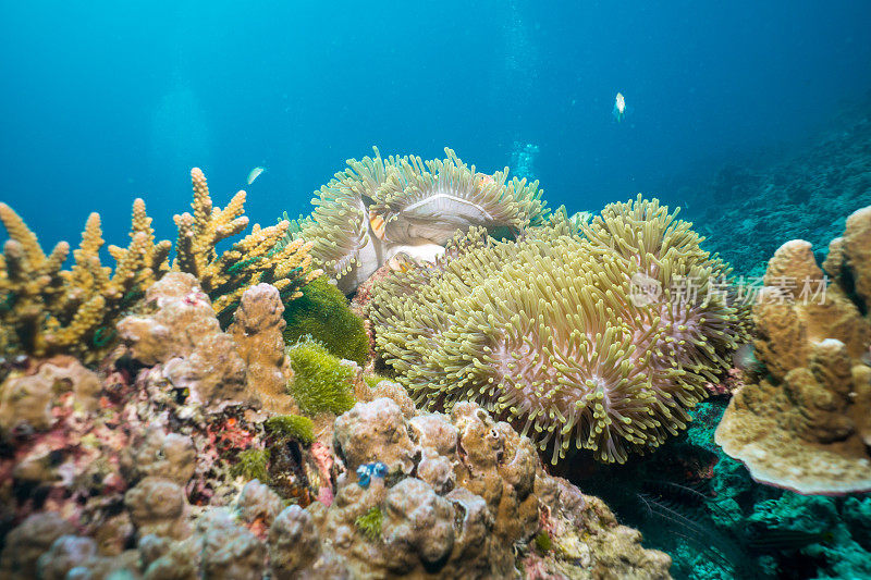 水肺潜水员与小丑鱼(Amphiprion ocellaris)在充满活力的水下珊瑚礁的观点